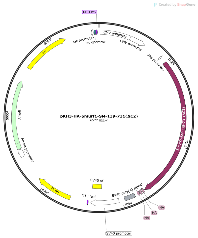 pKH3-HA-Smurf1-SM-139-731(∆ C2)